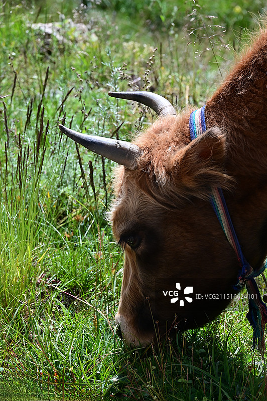 黄牛图片素材