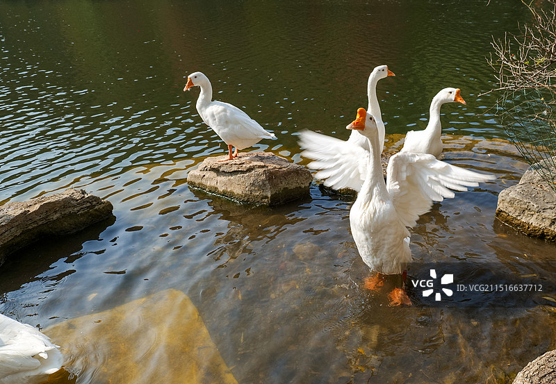 山东济南红叶谷绚秋湖嬉戏的白鹅图片素材