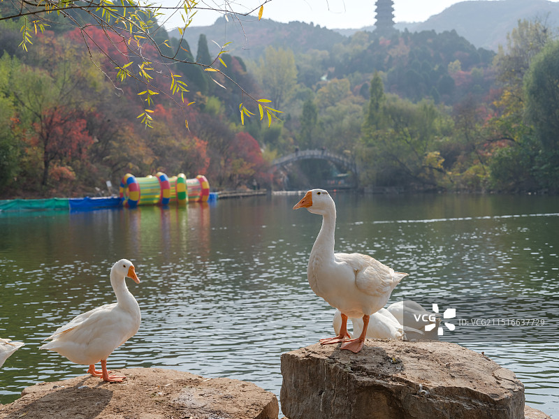 山东济南红叶谷绚秋湖岩石上栖息的白鹅图片素材