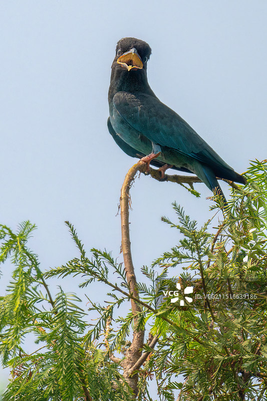 三宝鸟图片素材