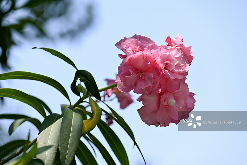 阳光下欧洲夹竹桃特写图片素材
