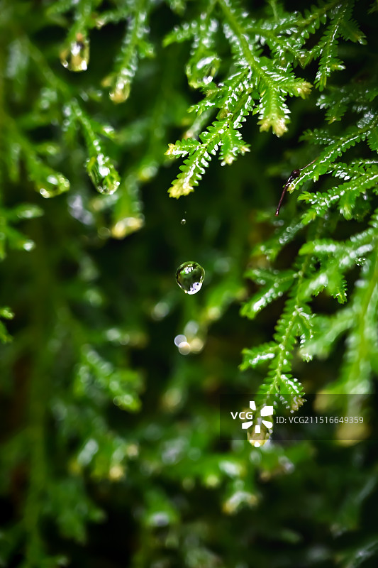 水珠·世一滴图片素材