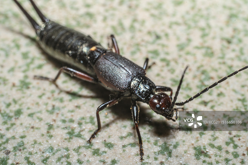 蠼螋特写图片素材