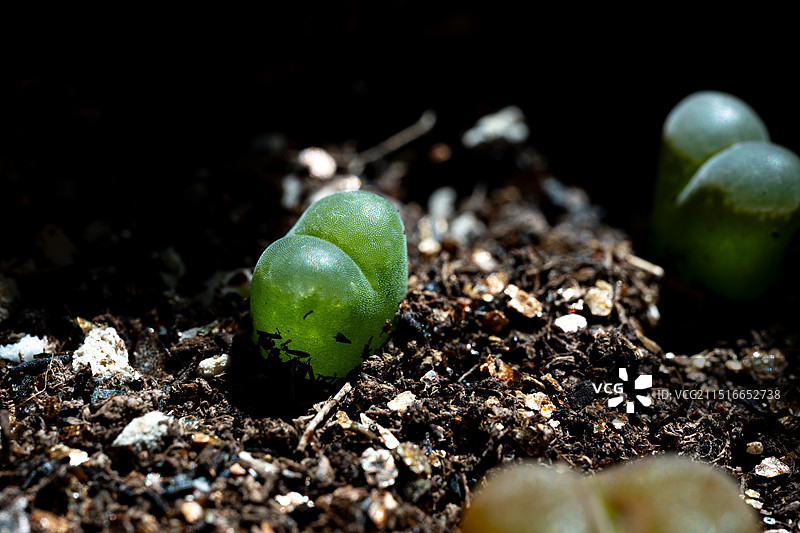 花盆里的多肉植物番杏科肉锥图片素材