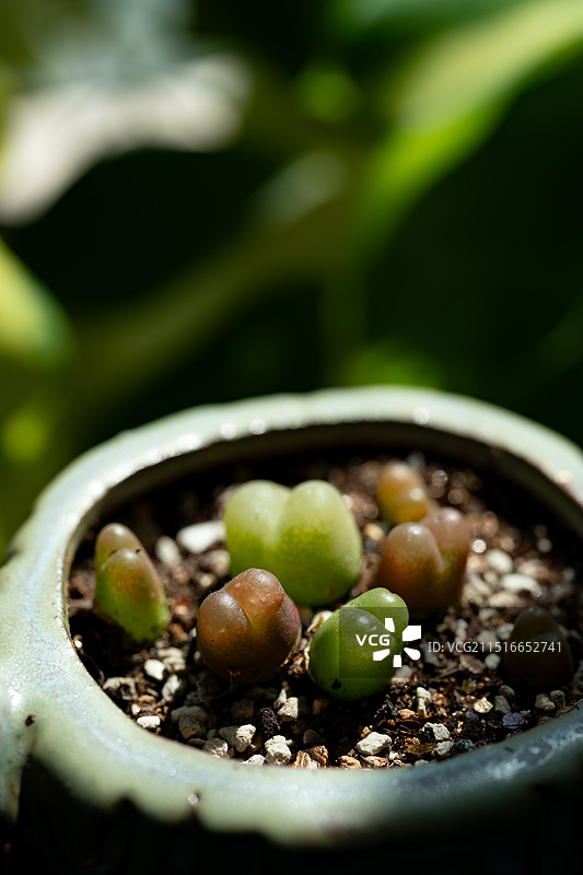 花盆里的多肉植物番杏科肉锥图片素材
