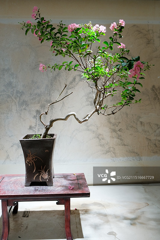 造型独特优雅的盆景图片素材