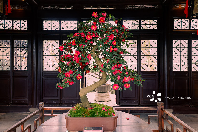 苏州雕花楼的红杜鹃图片素材