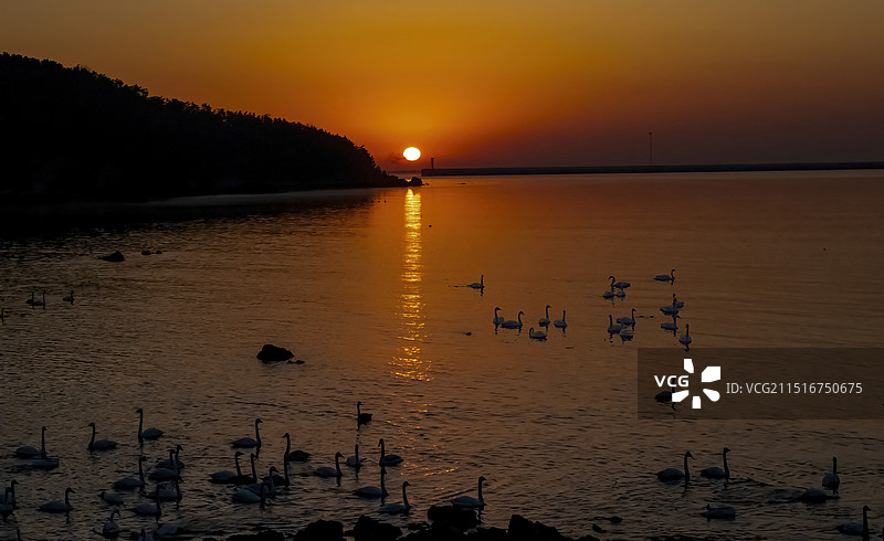 烟墩角日出时的天鹅图片素材