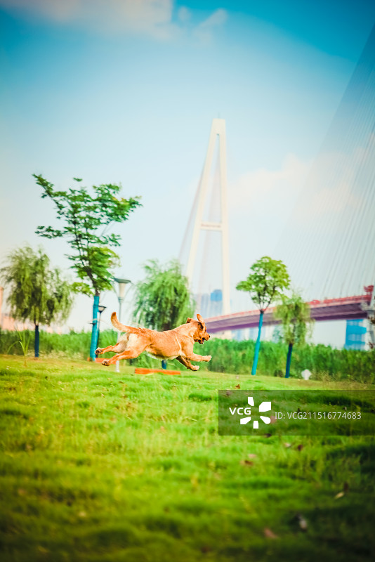 武汉白沙洲大桥下宠物与公园的结合活力自在图片素材