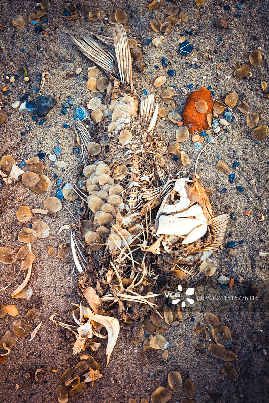 海滩上鱼类尸骸图片素材