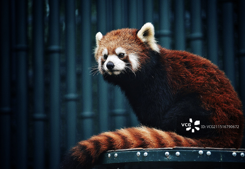 北京动物园小熊猫图片素材