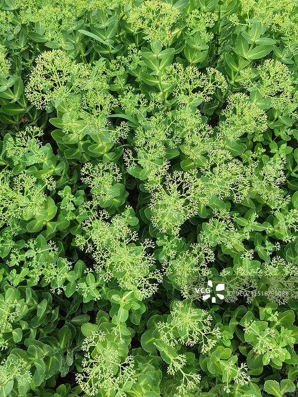 景天科植物长药八宝图片素材