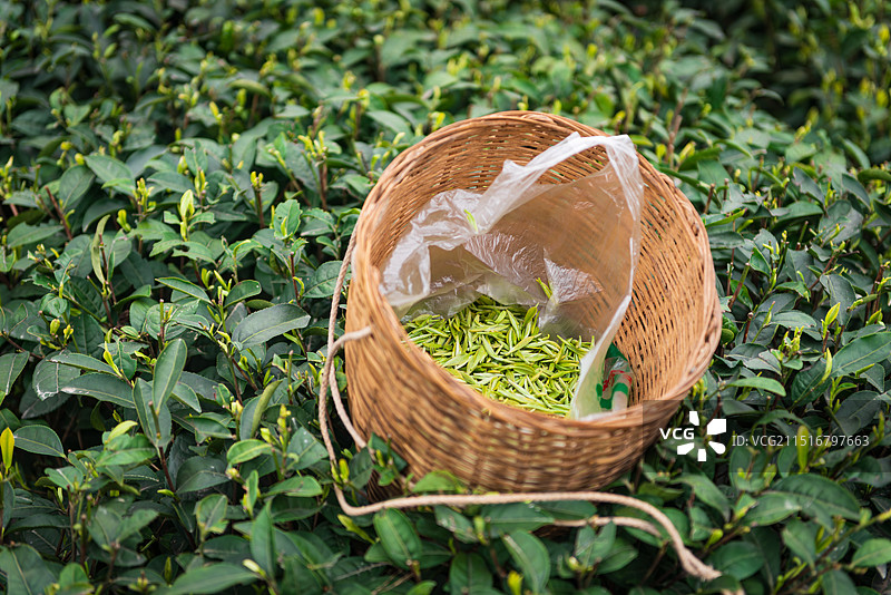 茶 茶叶 采茶 春茶 绿茶图片素材