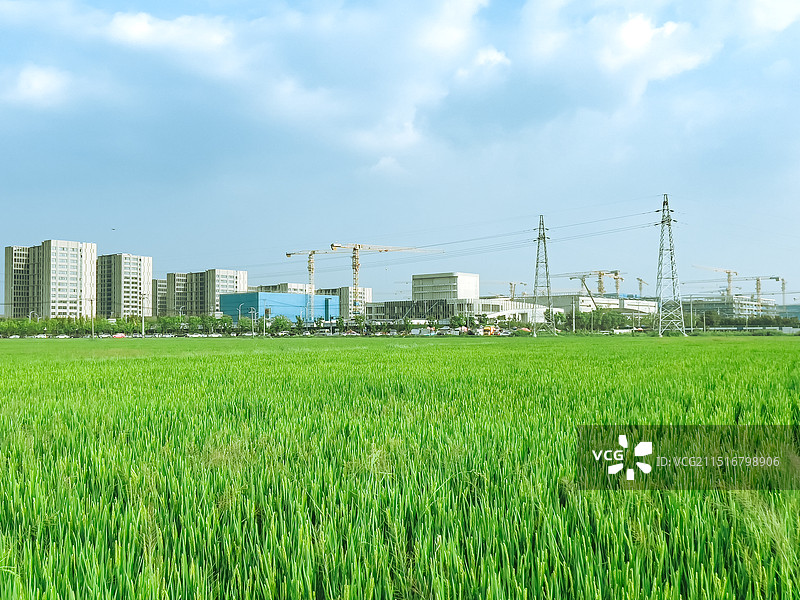 希望的田野上图片素材