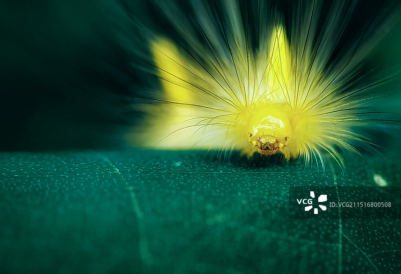 蝴蝶毛虫图片素材