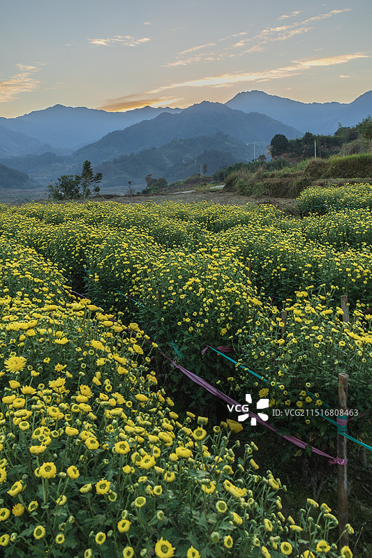 婺源黄菊遍地开田园风光美如画图片素材