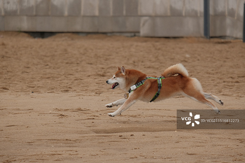沙灘奔跑的柴犬图片素材