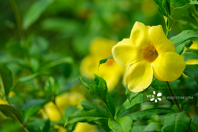 盛开的软枝黄蝉花特写，夹竹桃科黄蝉属植物图片素材