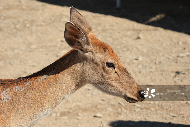 湖北神农架大九湖景区梅花鹿图片素材