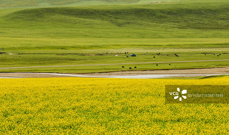 海北门源百里油菜花海景区图片素材