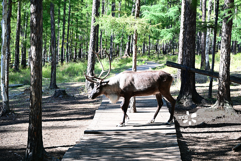 呼伦贝尔，莫尔道嘎森林公园，鄂温克的驯鹿图片素材