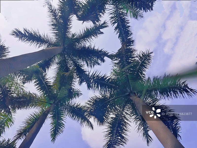 仰拍大王椰树图片素材