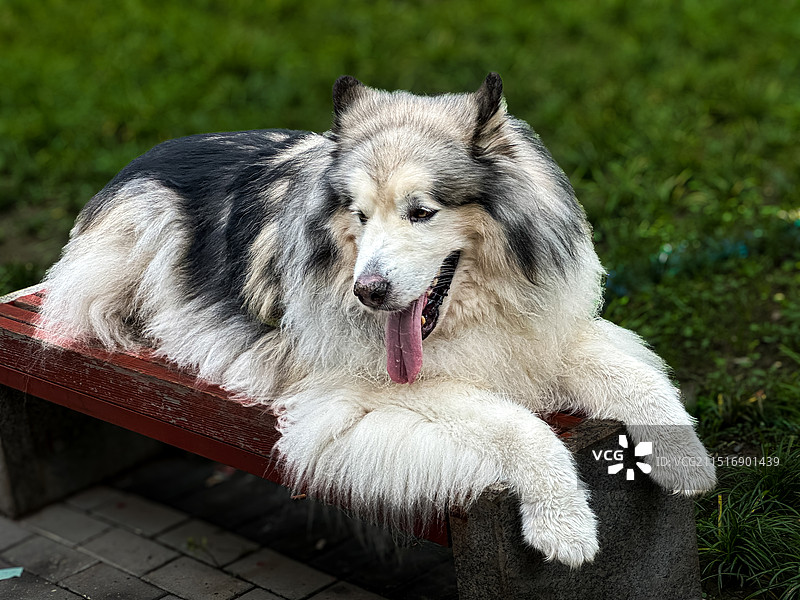 阿拉斯加雪橇犬图片素材
