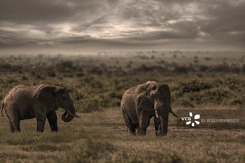 肯尼亚安波塞利公园内大象与野鸟迁徙的场景图片素材
