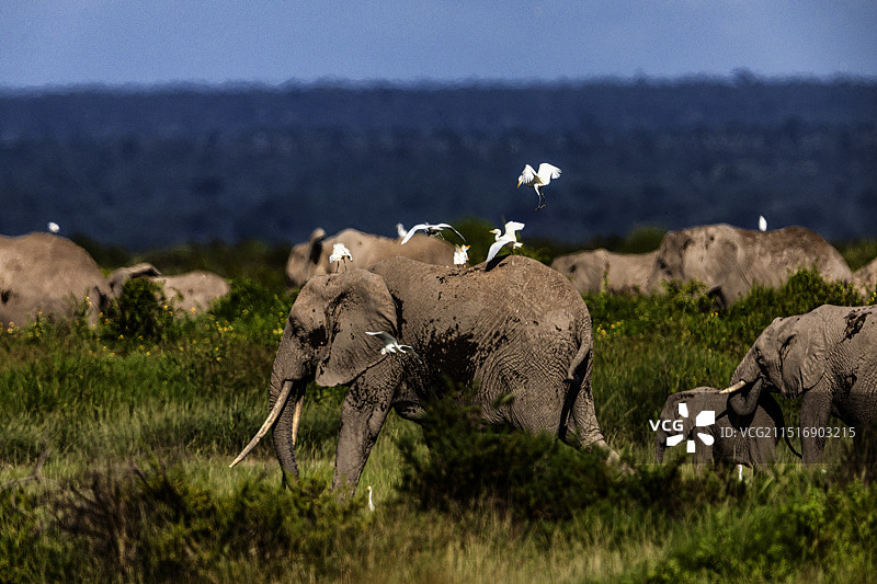 肯尼亚安波塞利公园内大象与野鸟迁徙的场景图片素材
