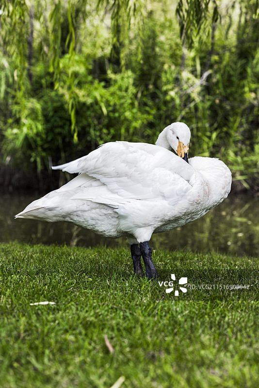 天鹅图片素材