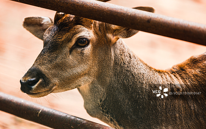 鹿特写图片素材