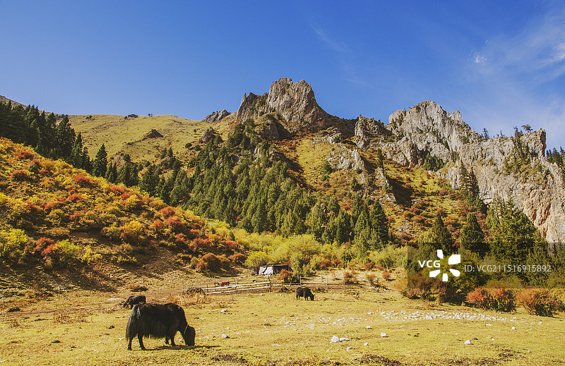 甘南碌曲县则岔石林景区图片素材