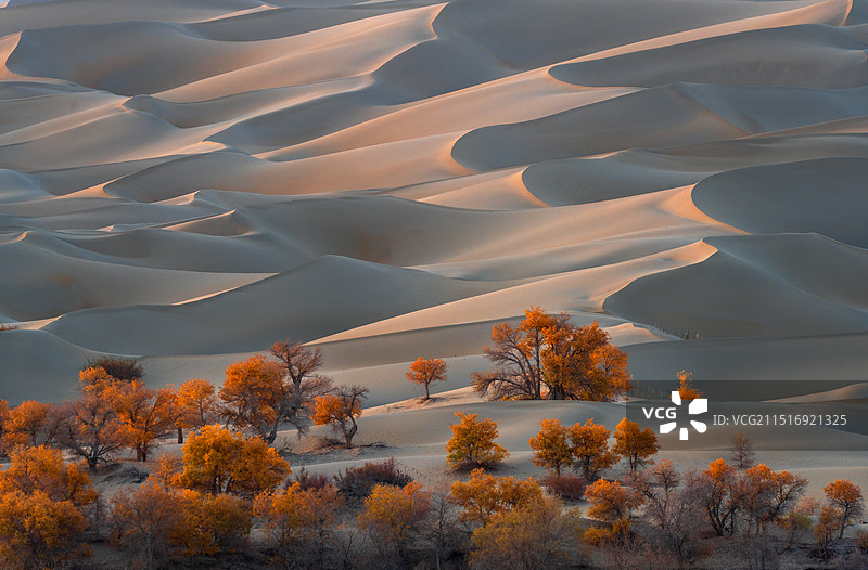 新疆巴州尉犁县塔克拉玛干沙漠葫芦岛秋天胡杨图片素材
