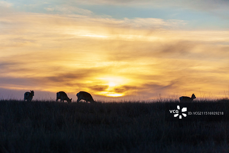 普氏原羚图片素材