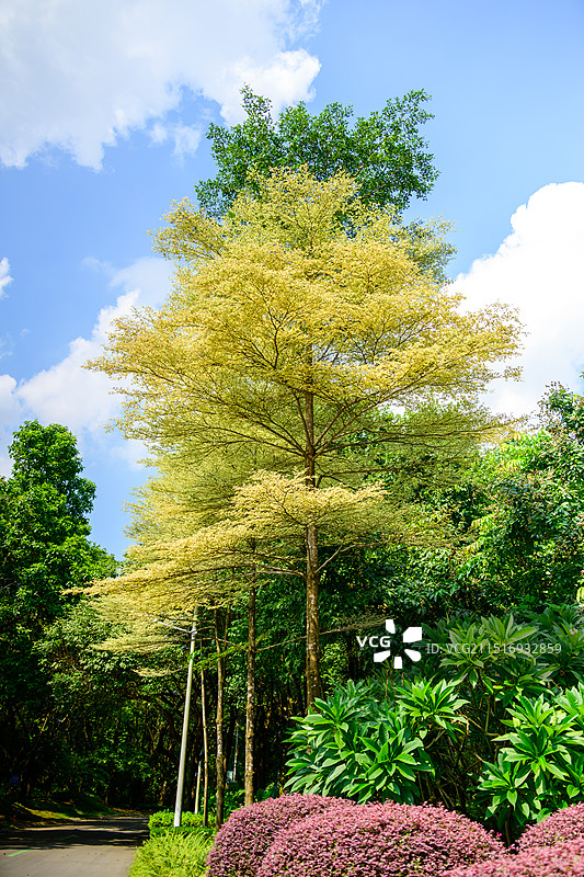 柳州园博园景色图片素材