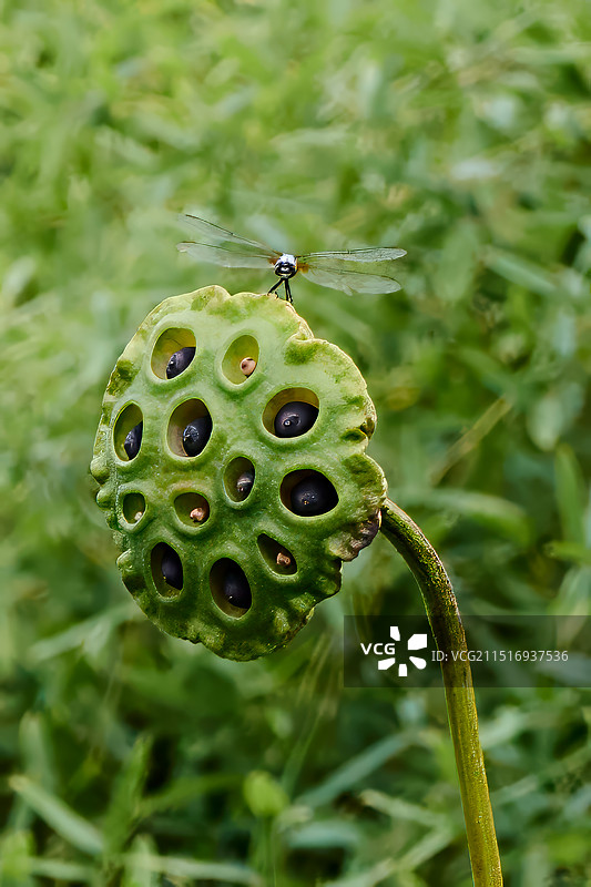 一只蜻蜓停在莲蓬头上图片素材