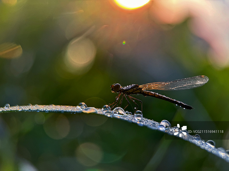 晨曦里的色蟌图片素材