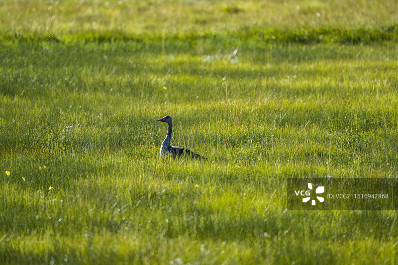 若尔盖花湖中的灰雁图片素材