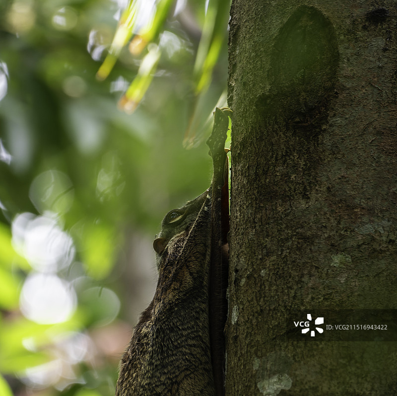 野生斑鼯猴 特写图片素材
