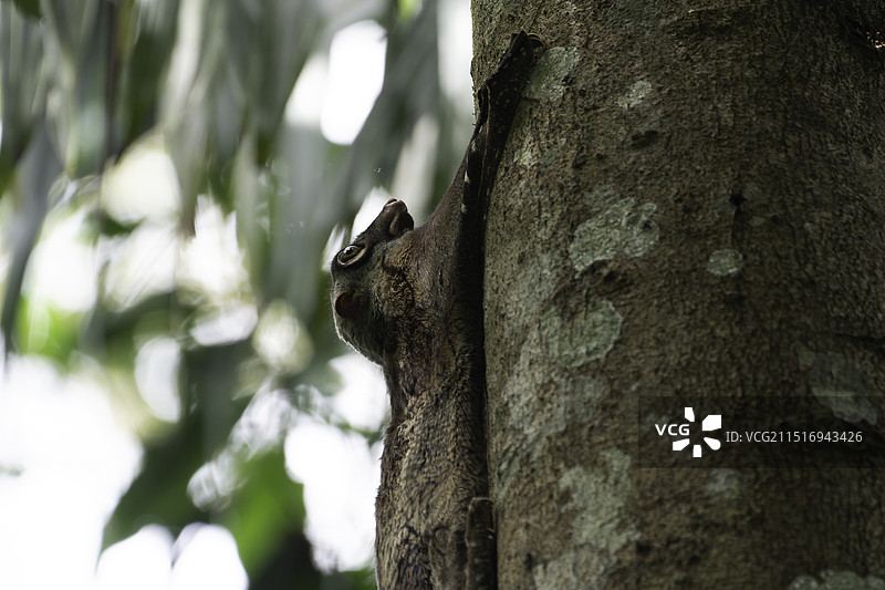野生斑鼯猴 特写图片素材