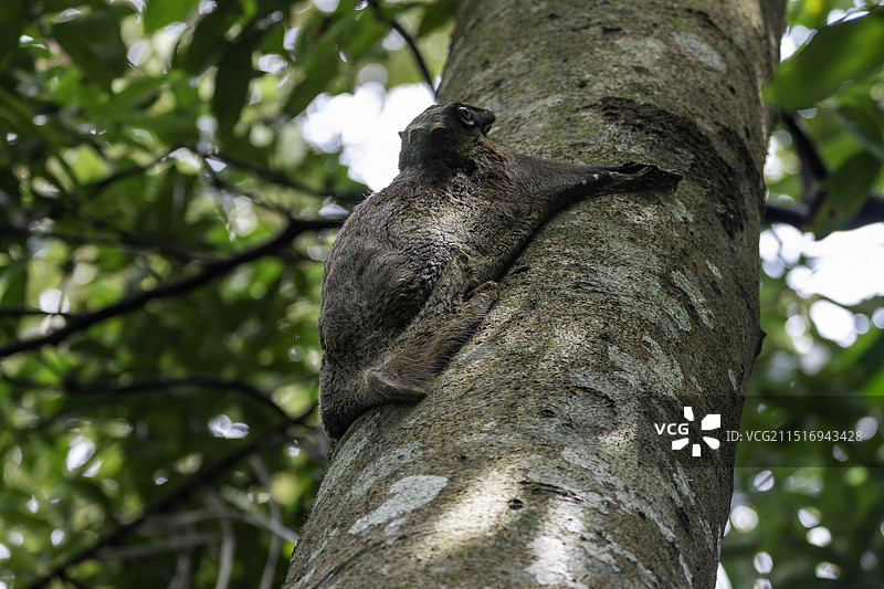 野生斑鼯猴 特写图片素材