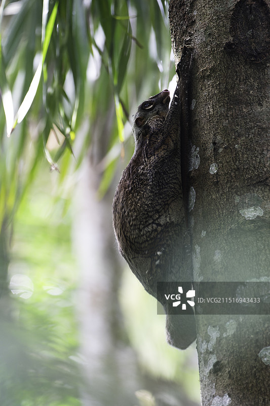 野生斑鼯猴 特写图片素材