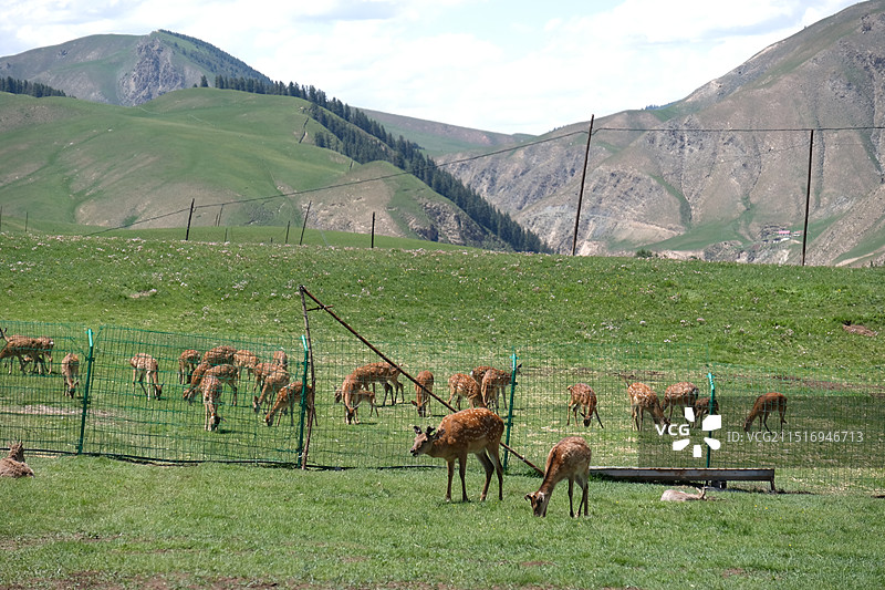 海北祁连县鹿场图片素材