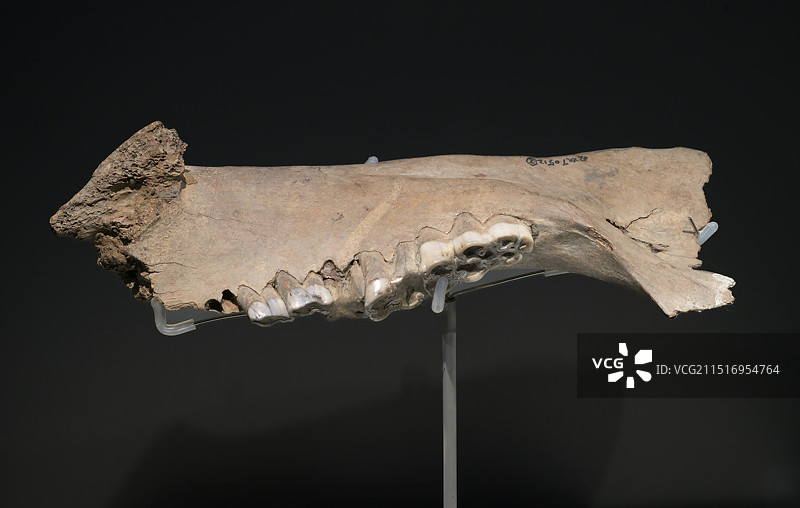 猪下颚骨最早的家猪_跨湖桥遗址博物馆_常设展_萧山一万年_新石器时代图片素材