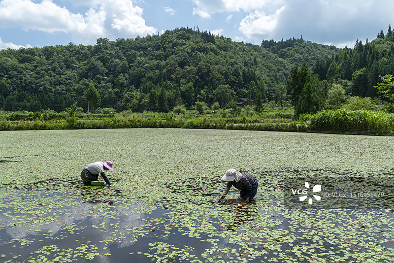 农民在田里采摘莼菜图片素材