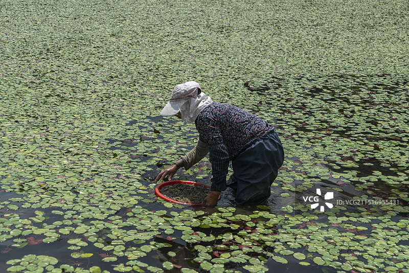 农民在田里采摘莼菜图片素材