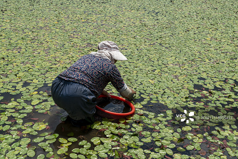 农民在田里采摘莼菜图片素材