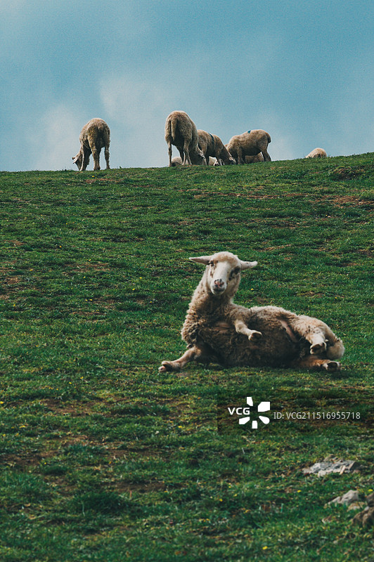 曲靖市会泽县大海草山图片素材