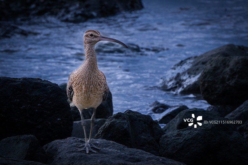 婷婷玉立（中杓鹬）图片素材