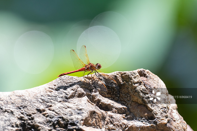 休息的蜻蜓图片素材